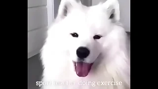 3725 doggy porn videos